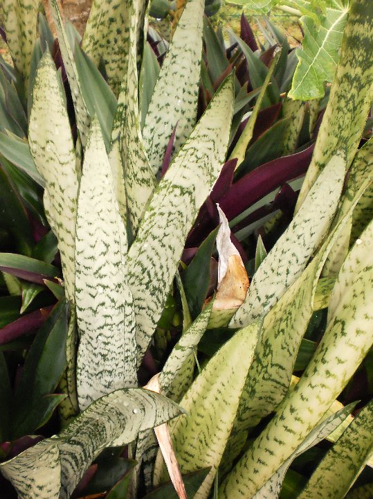 Mother in laws tongue  Sansevieria trifasciata.JPG - Sansevieria trifasciata:  Mother in laws tongue